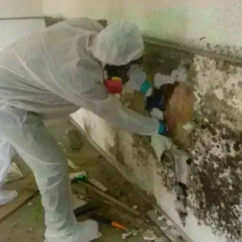 Mold Remediation and Removal in Miramar, FL